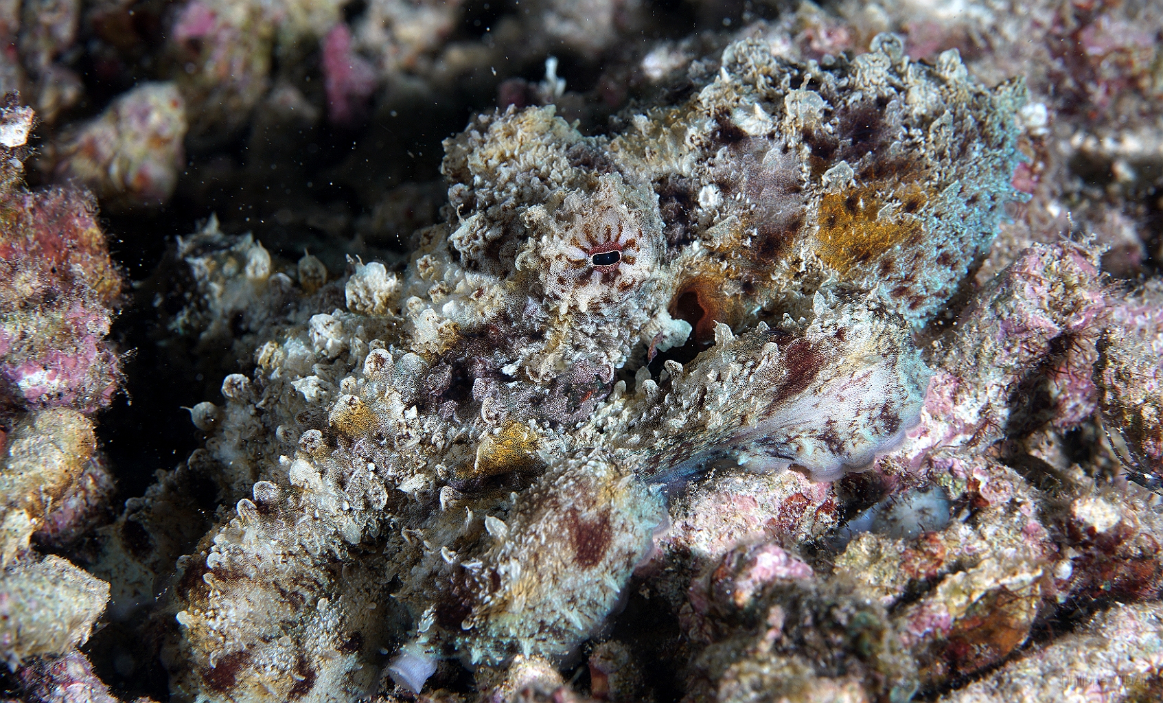 Banda Sea 2018 - DSC05849_rc - Day Octopus - Poulpe - Octopus Cyanea.jpg